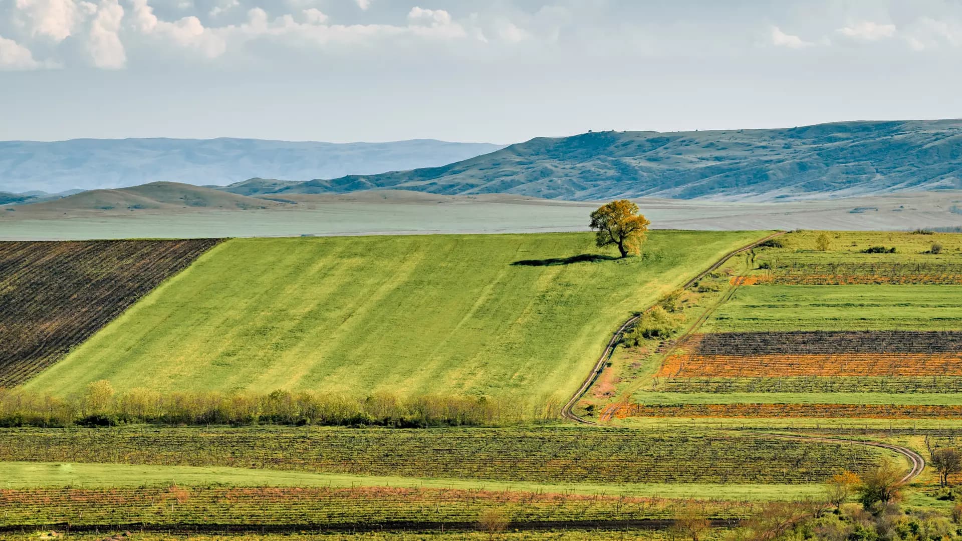 Patchwork farmland and vineyards in Kakheti with a lone tree on a green hill and rolling mountains behind
